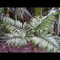 Chamaedorea Elegans (fam. Arecacees) (Mexique, Guatemala, Belize) (2)